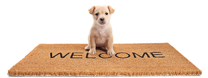 Small Puppy Sitting On Welcome Mat
