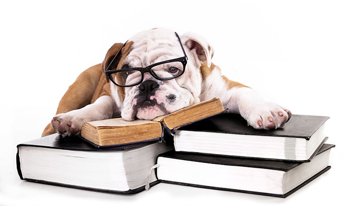 Dog Laying on Books