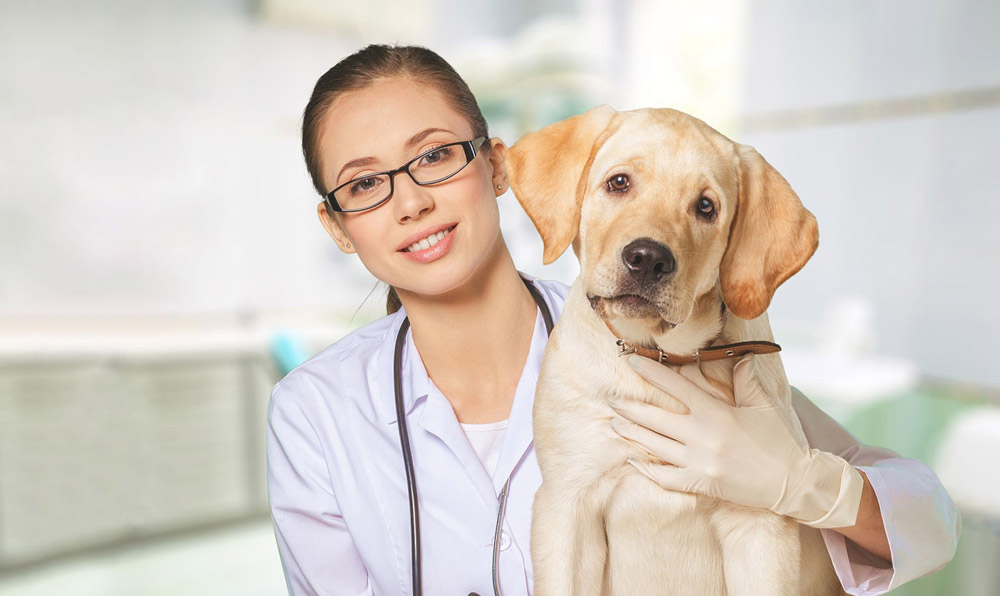 Pain Management | Mattituck-Laurel Veterinary Hospital | Laurel, NY